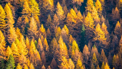 Southern Yellow Pine