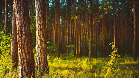 A timber forest, forest products production